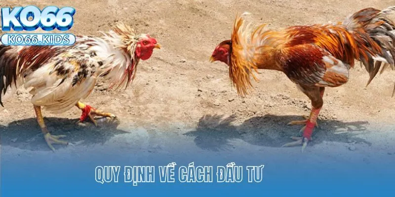Đá Gà Campuchia KO66 - Trải Nghiệm Cá Cược Đẳng Cấp Số 1 3 Quy định về cách đầu tư