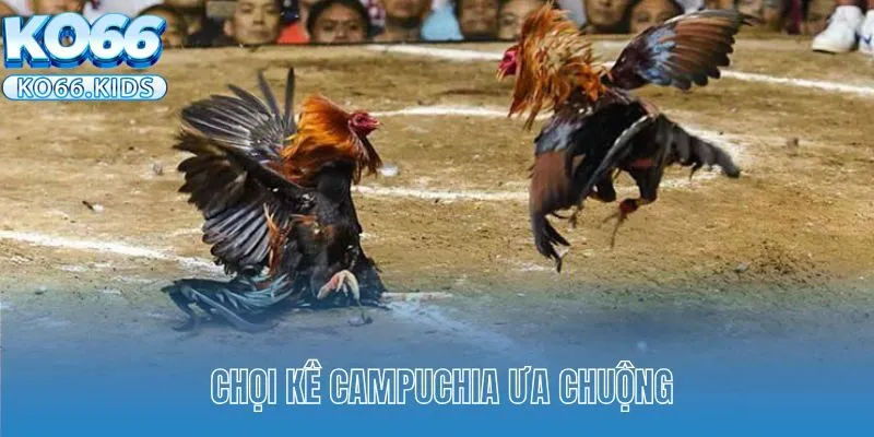 Đá Gà Campuchia KO66 - Trải Nghiệm Cá Cược Đẳng Cấp Số 1 2 Chọi kê Campuchia ưa chuộng