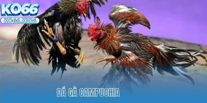 Đá Gà Campuchia KO66 - Trải Nghiệm Cá Cược Đẳng Cấp Số 1