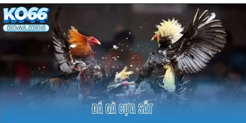 Đá Gà Cựa Sắt KO66 - Nơi Theo Dõi Những Trận Chiến Kê Mãn Nhãn