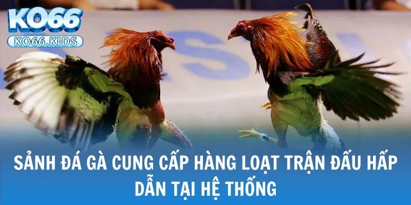 KO66 - Link Truy Cập Mới Nhất 2025 - Đăng Ký +88K 26 Sảnh đá gà cung cấp hàng loạt trận đấu hấp dẫn tại hệ thống