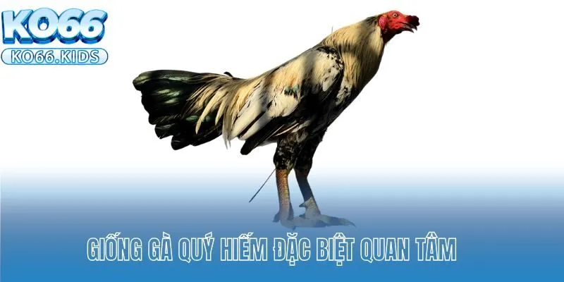 Giống gà quý hiếm đặc biệt quan tâm