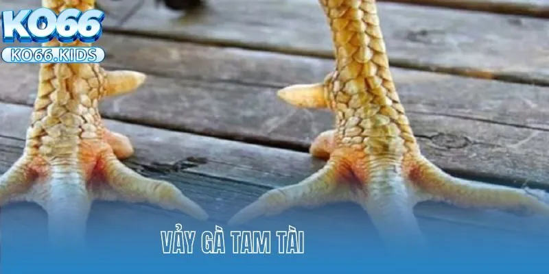 Vảy Gà Tam Tài - Thần Kê Chiến Đấu Mạnh Mẽ, Kiên Cường